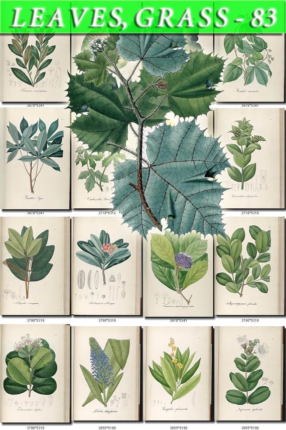 LEAVES GRASS-83 318 vintage print