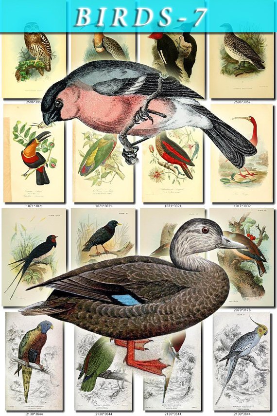 BIRDS-7 203 vintage print
