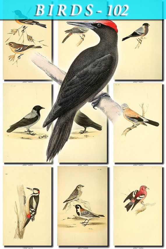 BIRDS-102 98 vintage print
