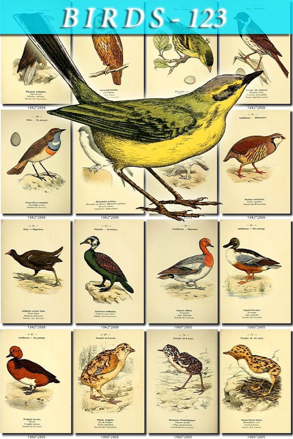 BIRDS-123 72 Falcon Vulture Ducks Ptarmigan netsling Partridge vintage print