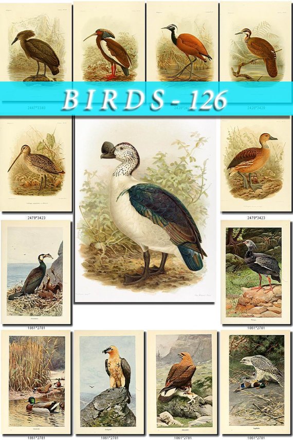 BIRDS-126 57 Flamingo Eagles Goose Ducks Rail Plover Ostrich Apteryx