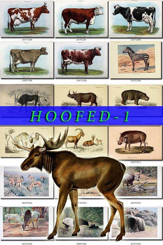 HOOFED UNGULATES-1 54 vintage print
