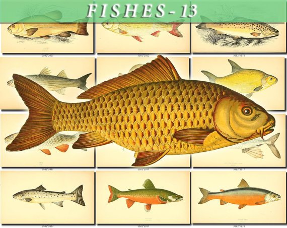 FISHES-13 105 vintage print