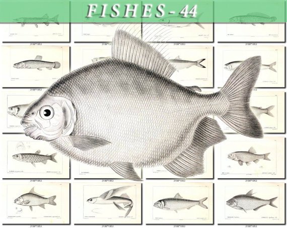 FISHES-44-bw 144 vintage print