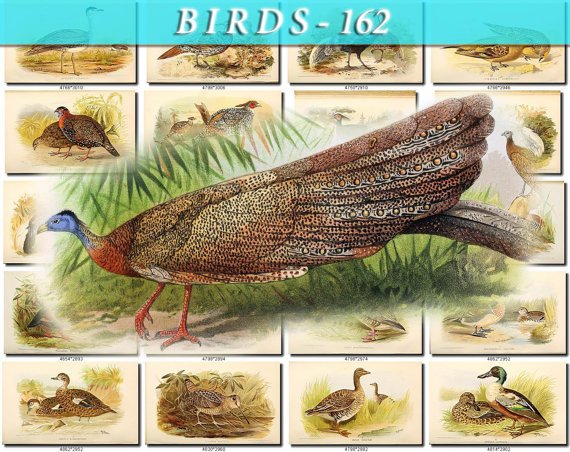 BIRDS-162 133 vintage print