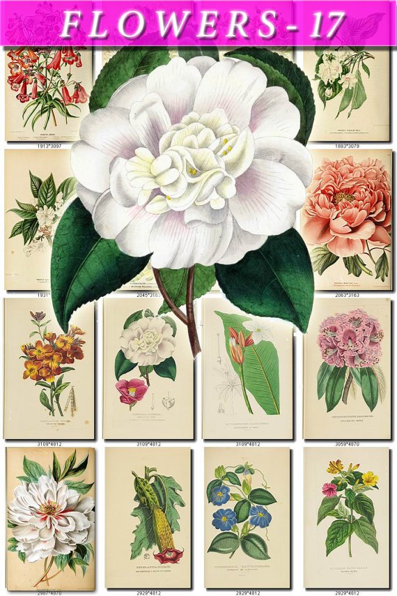 FLOWERS-17 201 vintage print