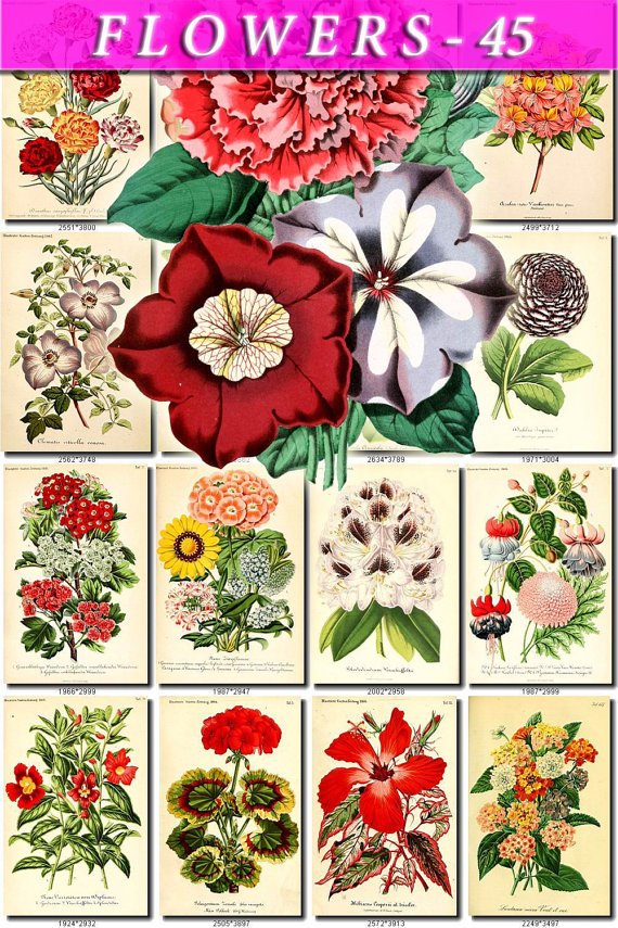 FLOWERS-45 62 vintage print