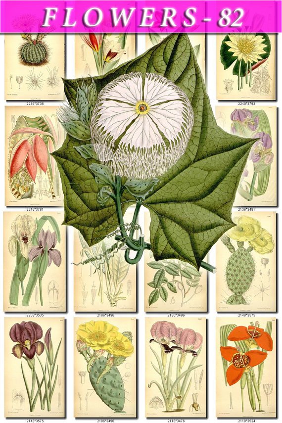 FLOWERS-82 240 vintage print