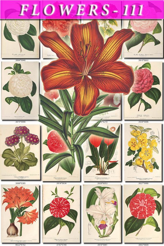 FLOWERS-111 206 vintage print