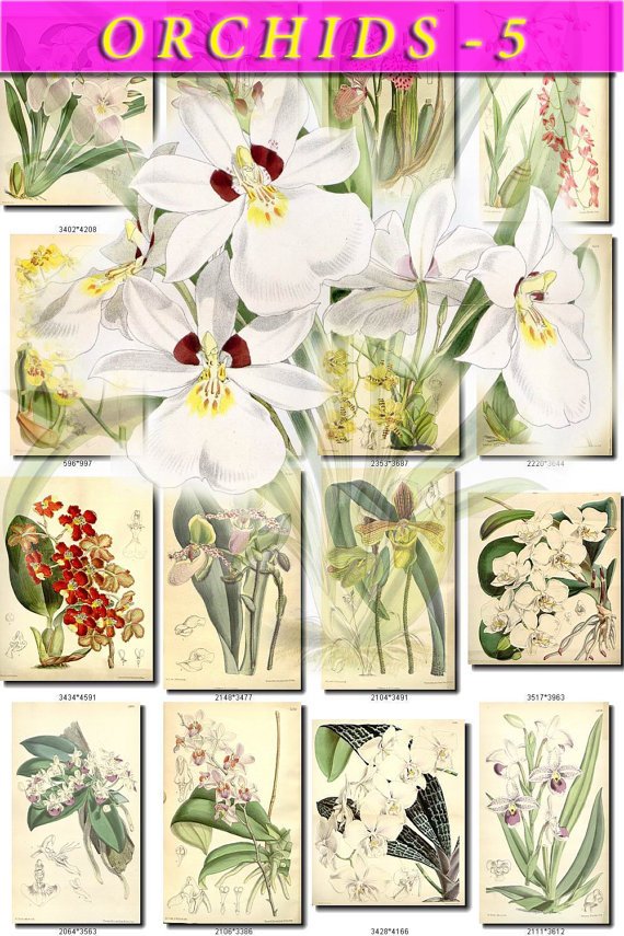 ORCHIDS-5 flowers 226 vintage print