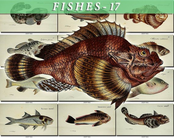 FISHES-17-b9 92 vintage print