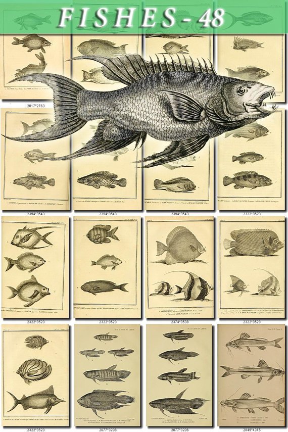 FISHES-48-bw 147 vintage print