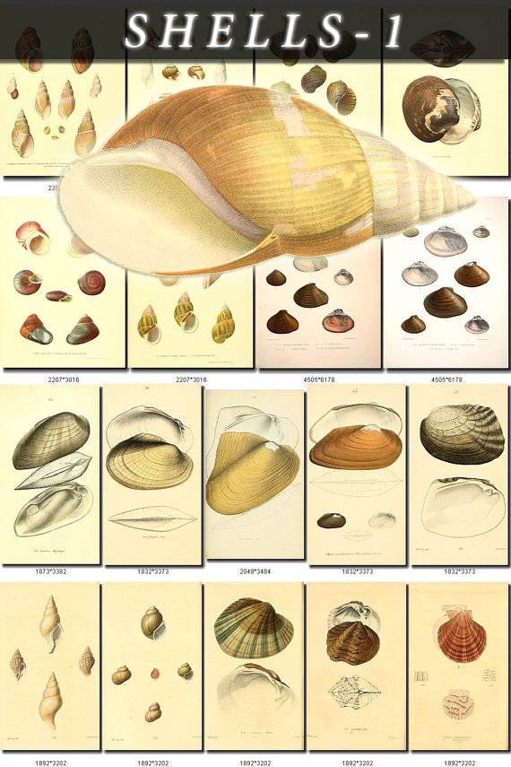 SHELLS-1 206 vintage print