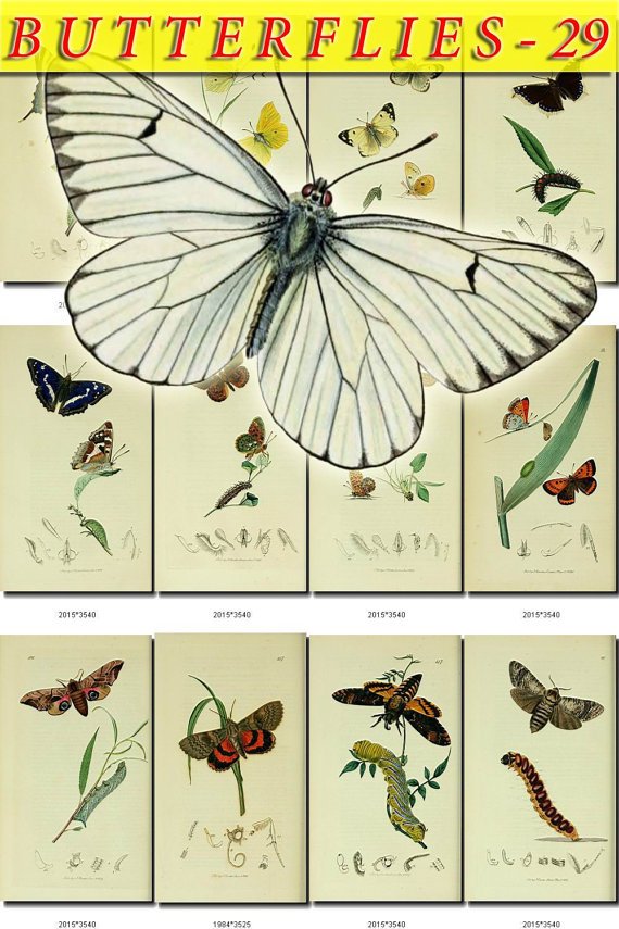 BUTTERFLIES-29 115 vintage print