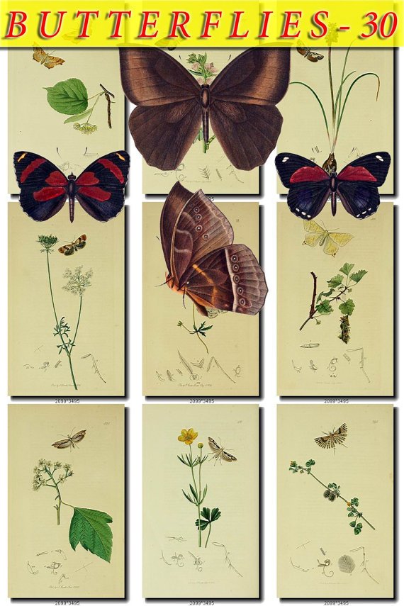 BUTTERFLIES-30 101 vintage print
