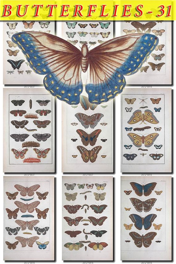 BUTTERFLIES-31 129 vintage print