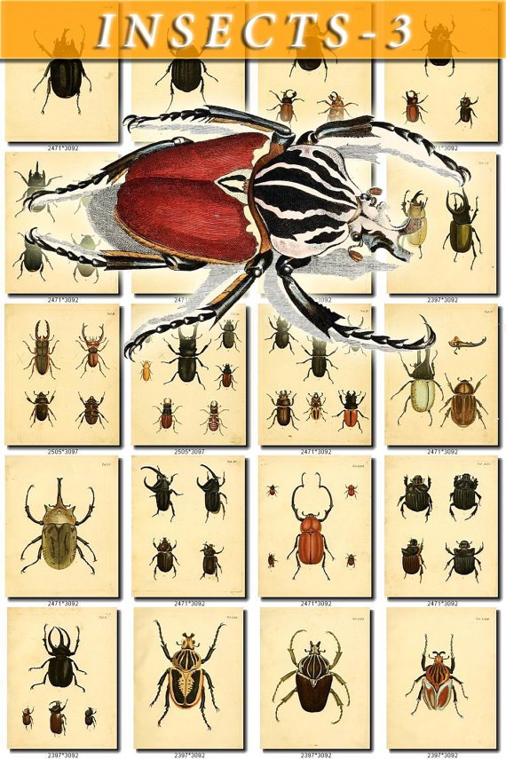 INSECTS-3 487 vintage print