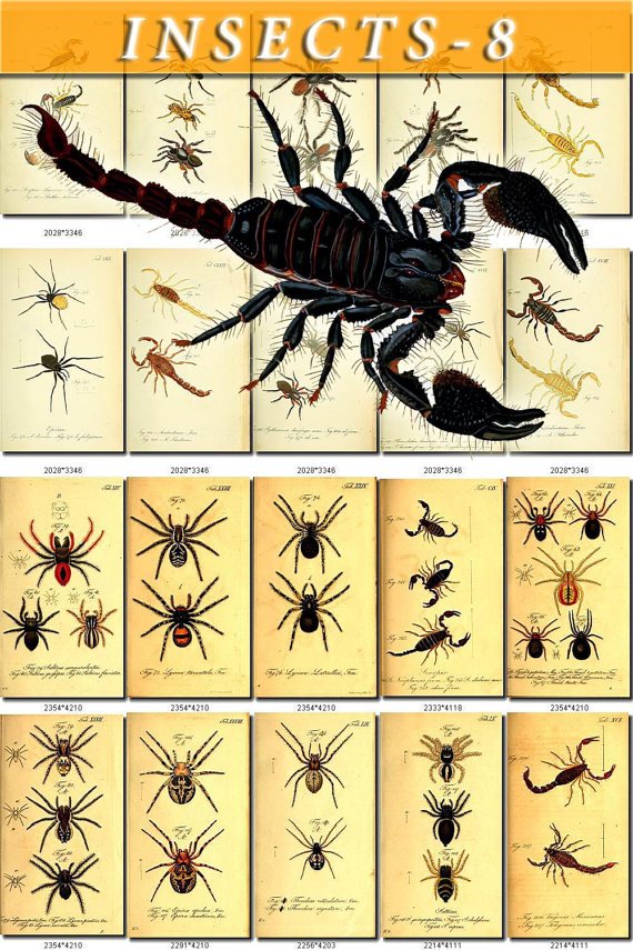 INSECTS-8 261 vintage print