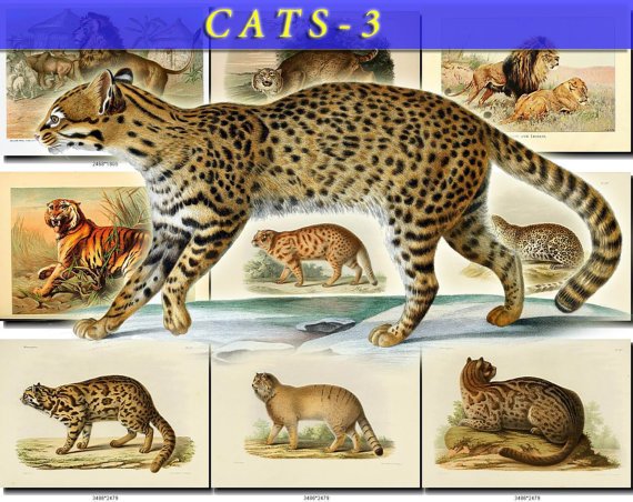 CATS-3 43 vintage print