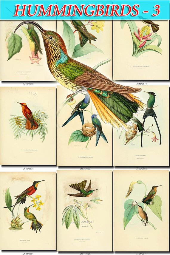 HUMMINGBIRDS-3 TROCHILIDAE 120 vintage print