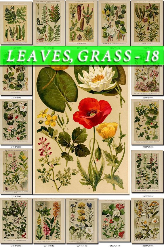 LEAVES GRASS-18 353 vintage print