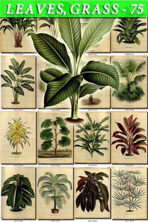 LEAVES GRASS-75 340 vintage print