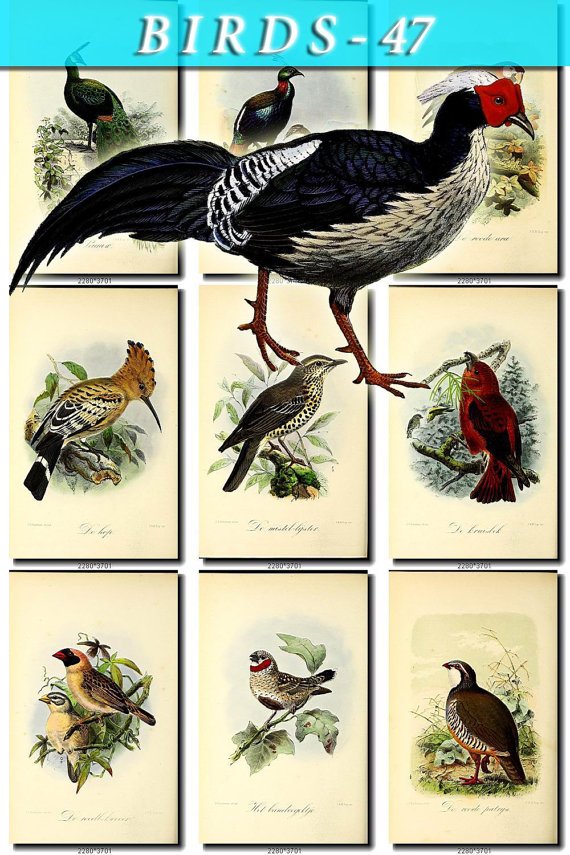 BIRDS-47 70 vintage print