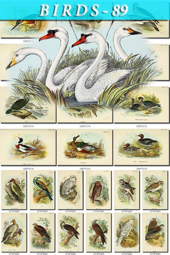 BIRDS-89 223 vintage print