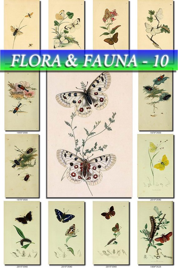 FLORA , FAUNA-10 201 vintage print