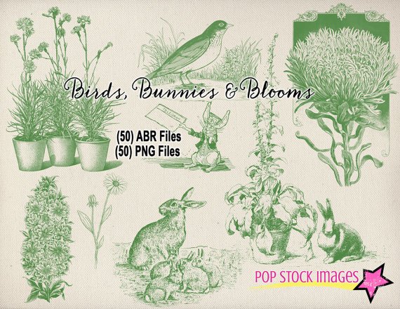 Birds -Curated from multiple historic books