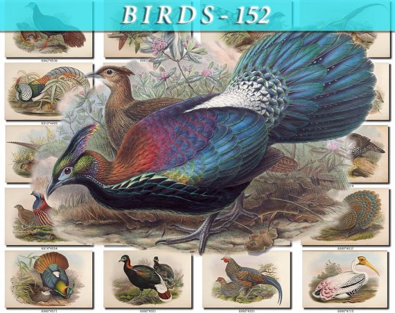 BIRDS-152 119 vintage print