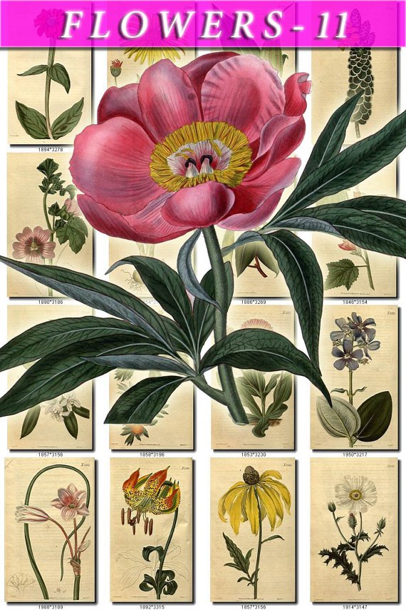 FLOWERS-11 251 vintage print