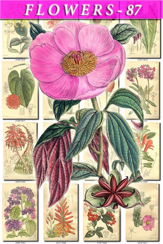FLOWERS-87 239 vintage print