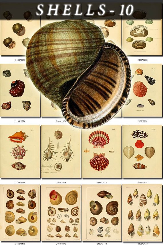 SHELLS-10 232 vintage print