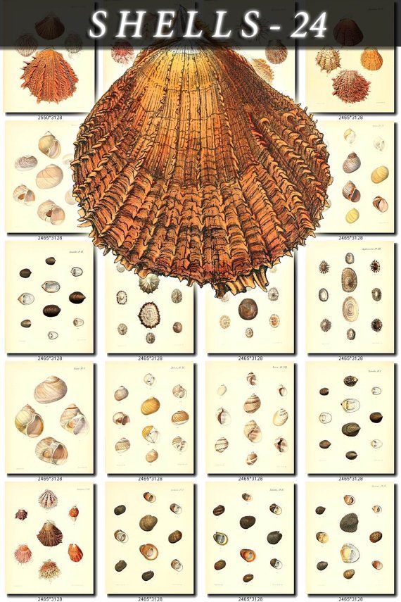 SHELLS-24 119 vintage print