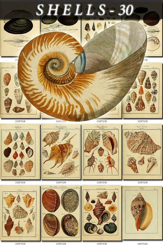 SHELLS-30 164 vintage print