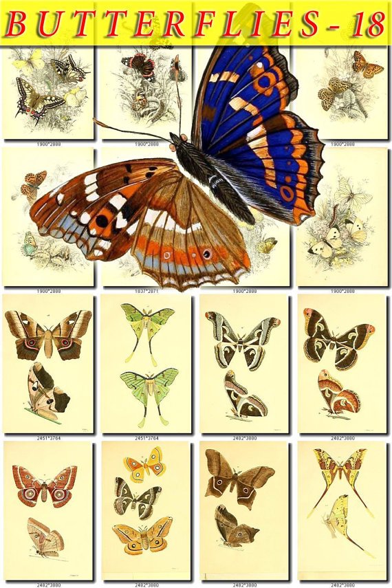 BUTTERFLIES-18-b5 204 vintage print
