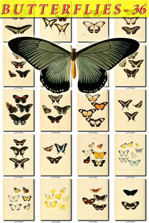 BUTTERFLIES-36 71 vintage print