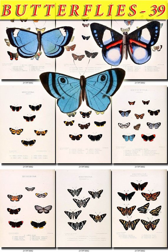 BUTTERFLIES-39 79 vintage print