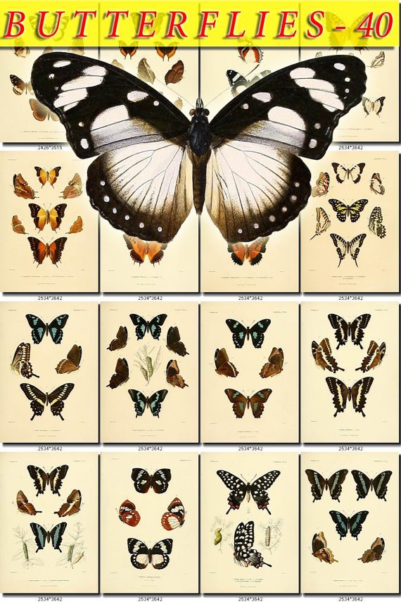 BUTTERFLIES-40 63 vintage print