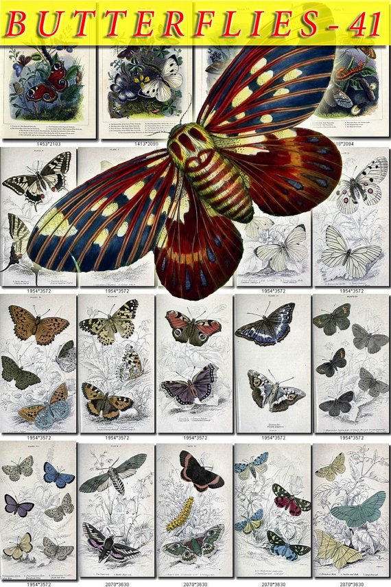 BUTTERFLIES-41 70 vintage print