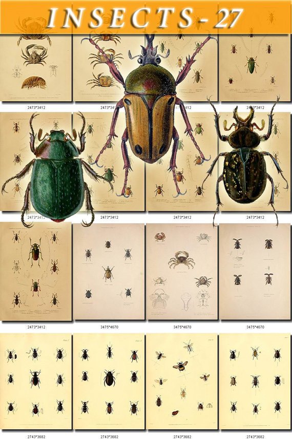 INSECTS-27 110 vintage print