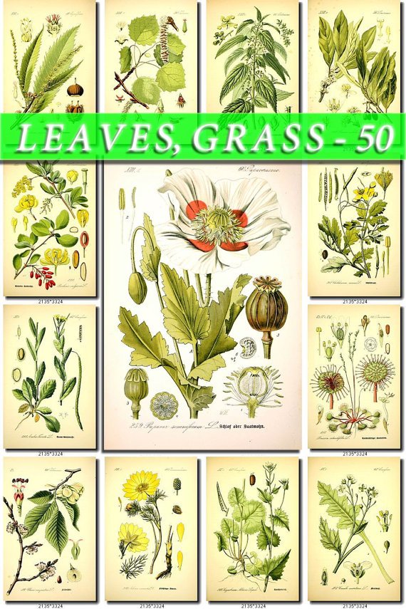 LEAVES GRASS-50 160 vintage print