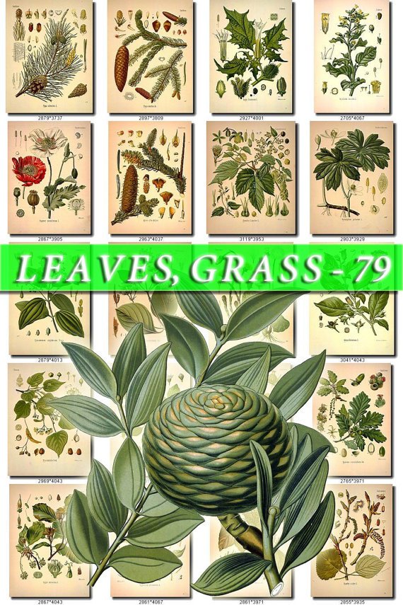 LEAVES GRASS-79 362 vintage print