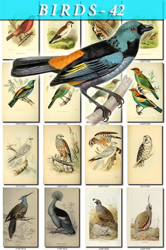 BIRDS-42 192 vintage print