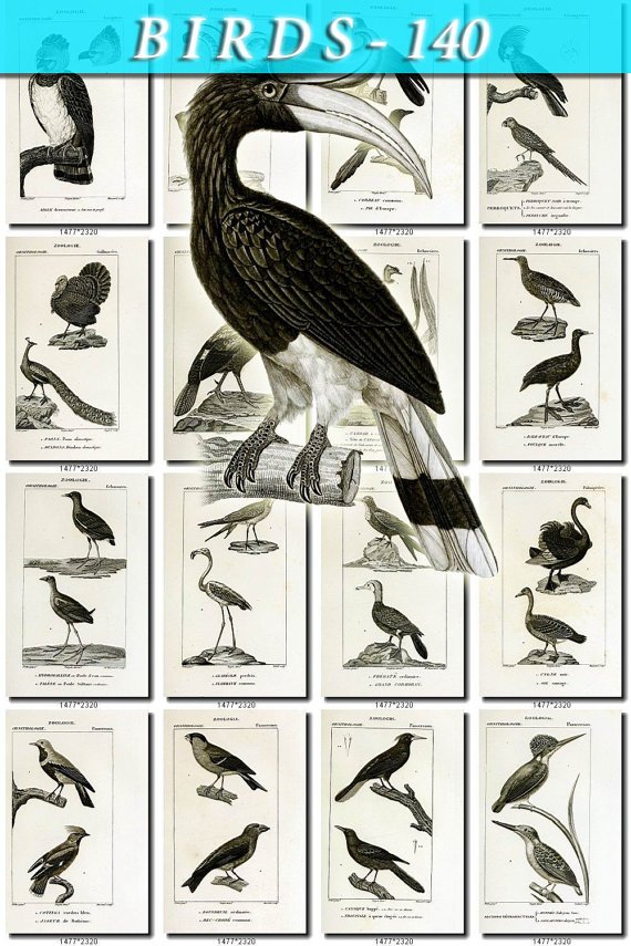 BIRDS-140-bw 154 black-, -white vintage print