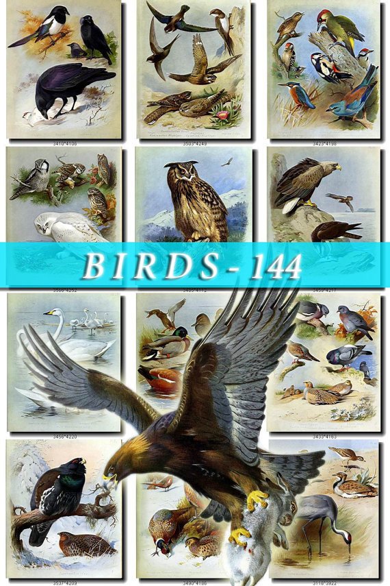 BIRDS-144 80 vintage print