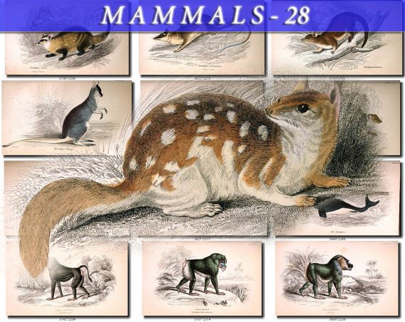 MAMMALS-28 80 vintage print