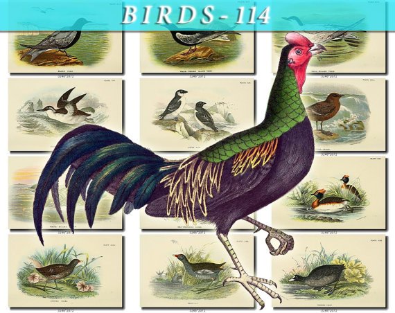 BIRDS-114 70 vintage print