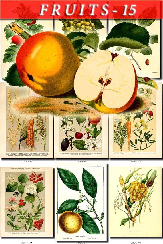 FRUITS VEGETABLES-15 65 vintage print